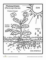 Photosynthesis Coloring Grade Worksheets Science Kids Worksheet 3rd Pages Life Nature Printable Plants Curriculum Drawing Plant Teaching Clipart Education 6th sketch template