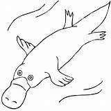 Platypus Duck Billed Coloring Drawing Pages Clipart Outline Aboriginal Clip Colouring Wombat Animal Template Drawings Easy Clipartpanda Animals Kids Wikiclipart sketch template