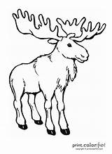 Moose Coloring Pages Color Animal Bull Printable Print Fun Printcolorfun Draw sketch template