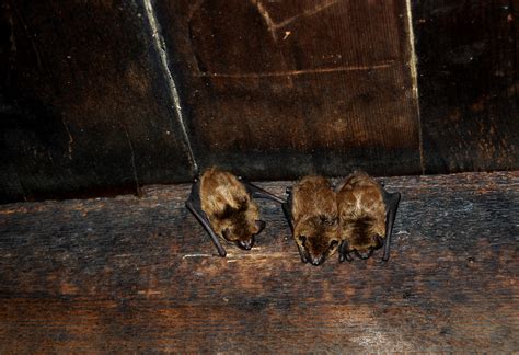 attic    bats rove pest control