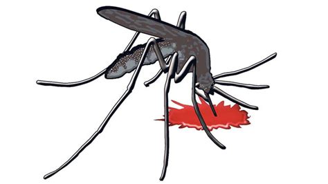 dengue gallop  doctors send  kota  jaipur