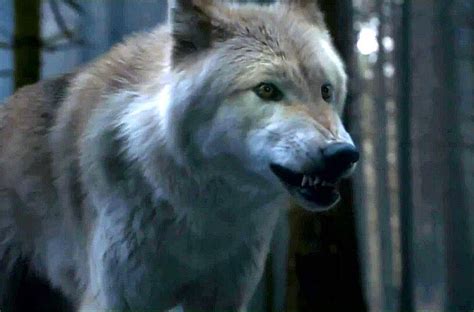 Direwolves Real And George R R Martin Imagined Winter