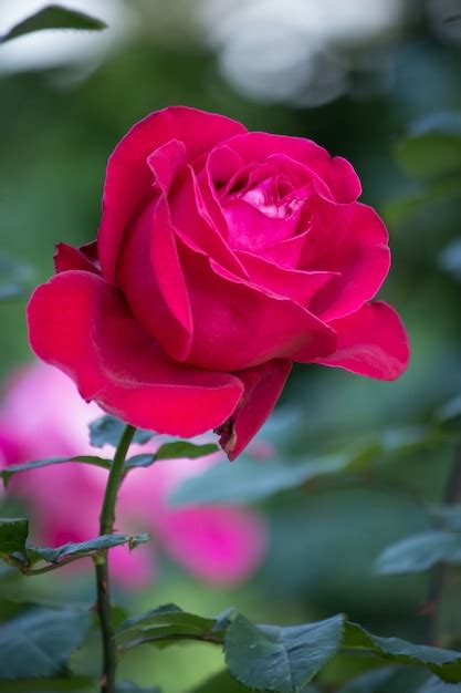 flor rosa roja en  jardin foto gratis