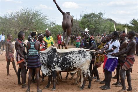 Hamer Bull Jumping Ceremony Everything You Need To Know
