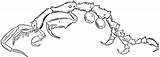 Clipart Isopoda Isopod Marine Clipground Etc Tiff sketch template