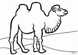 Camel Coloring Pages Camels Bactrian Colouring Printable Clipart Print Drawing Caravan Kids Color Book Pic Getdrawings Animals Drawn Popular Winsome sketch template