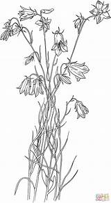 Bluebell Bellflower Campanula Ausmalbild Supercoloring Bluebells Ausmalbilder Glockenblumen Fiori Piante 2728 1492 Botanical Kategorien sketch template