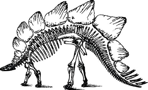 clipart   dinosaur skeleton