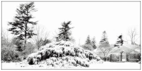 winter white scene photograph  harold silverman landscapes fine