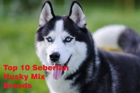 top  siberian  husky mix breeds petvet