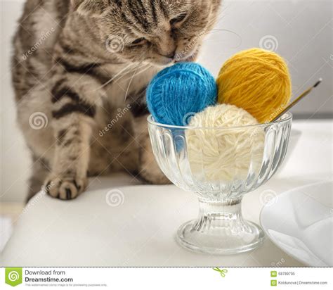 Funny Cat Wants To Play With A Ball Of Wool Yarn Which