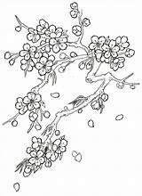 Cherry Blossom Coloring Tree Drawing Blossoms Flower Japanese Tattoo Pages Flowers Sketch Outline Drawings Trees Printable Color Sketches Step Tattoos sketch template