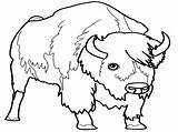 Coloring Bison Pages Carabao Male Getcolorings Kids Printable sketch template