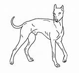 Greyhound Lineart Simple Deviantart sketch template