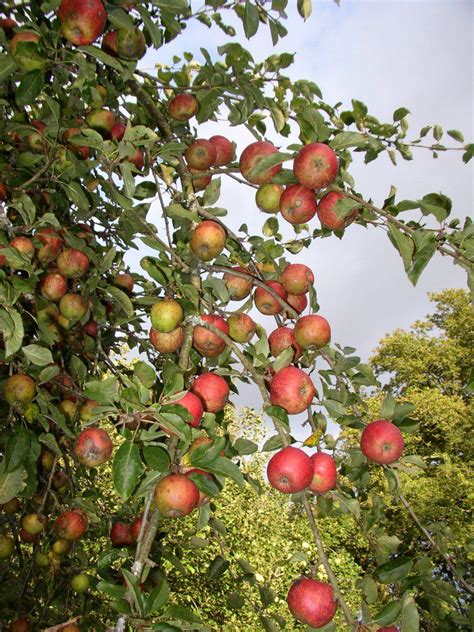 tamar valley orchards