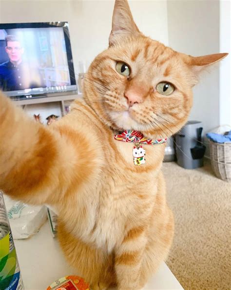 cats taking selfies laptrinhx news