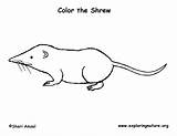 Shrew Coloring Tailed Long sketch template