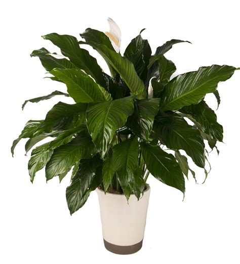 serenity peace lily plant bartz viviano flowers and ts