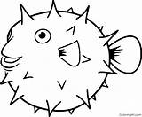 Pufferfish Puffer Printable Coloringall sketch template