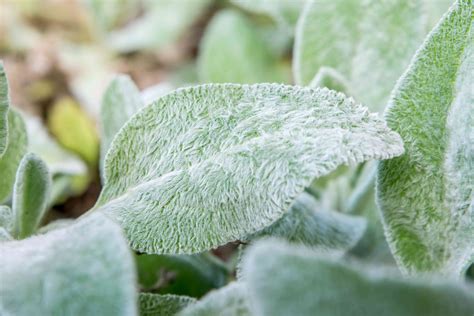 lambs ear plant care growing guide