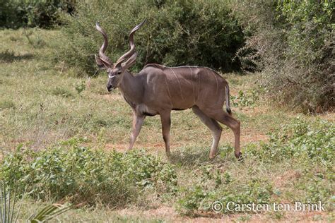 samburu reserve in 2019 i returned to kenya after an