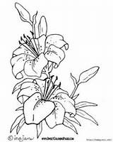 Coloring Flower Pages Gladiolus Adults Flowers Outline Gladioli sketch template