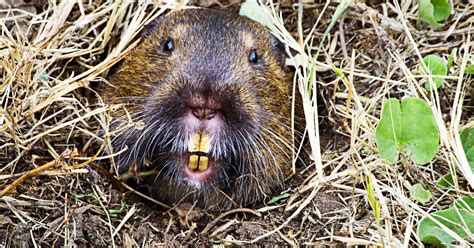 gopher grabbers pinpoints burrowing rodents