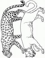Coloring Pages Cheetah Coloringpages1001 Ark Noahs Animals Leopard Noah sketch template