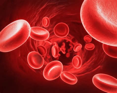 Protein Yang Memberi Warna Merah Pada Darah Ian Cornish