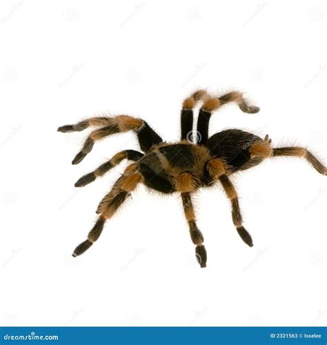 mexican redknee tarantula stock image image  phobia