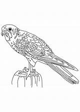Falcon Coloring Small Pages sketch template