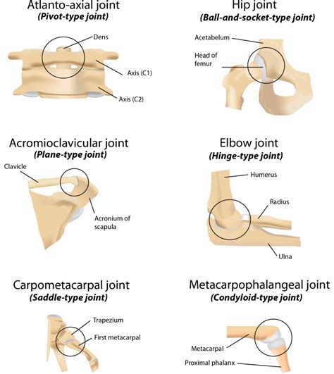 classifications  definitions  normal joints intechopen