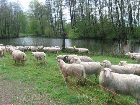 schapen  het park op een dinsdagmorgen