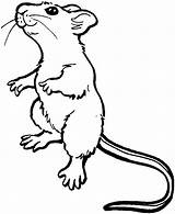 Coloring Pages Mouse Visit Child Animal Illustration Cat sketch template