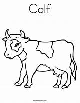 Calf Coloring Cow Moo Colouring Pages Drawing Cartoon Outline Clipart Noodle Kids Print Twistynoodle Cows Built California Usa Twisty Choose sketch template