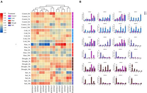 frontiers genome wide characterization and expression analysis