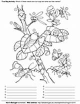 Bugs Asu Biologist Askabiologist Biology Worksheets sketch template