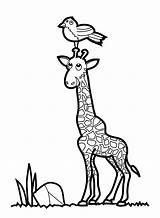 Giraffe Coloring Pages Printable Drawing Sheets Kids Clipart Baby Children Colouring Bird Animal Color Drawings Print Giraffes Cartoon Clip Whiote sketch template