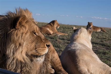 wild animal sanctuary reviews  ratings keenesburg  donate