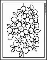 Flower Coloring Pages Flowers Bouquet Rose Printable Kids Color Drawing Pdf Print Tattoo Sheets Small Getcolorings Bouquets Getdrawings Girl Colorwithfuzzy sketch template