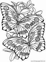 Plumeria Coloring 300px 68kb sketch template