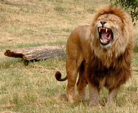 facts  lions animals wild lion pictures animals