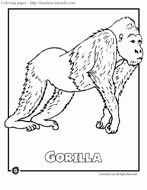 coloring pages  rainforest animals timeless miraclecom