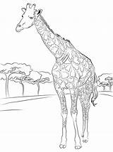Coloring Giraffe Pages Printable Hard Kids Giraffes Older Print Mammals Color Beautiful Drawing Sheet Paper sketch template