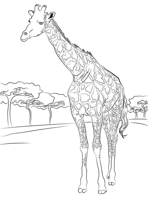 top  printable giraffe coloring pages  coloring pages