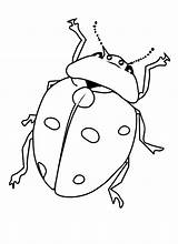 Kolorowanka Insects Owady Biedronka Kolorowanki Malowanka Insect Beetles Owadami Ladybug Printcolorfun Druku Bestcoloringpagesforkids Owada sketch template