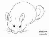 Coloring Pages Chinchilla Print sketch template