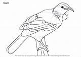 Tui Native Drawingtutorials101 Phoenix Improvements Finish Tutorial sketch template