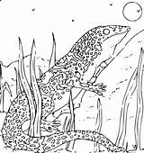 Gecko Carnivoran sketch template