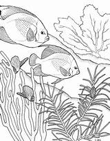 Coral Reef Coloring Pages Drawing Fish Color Adult Ocean Great Drawings Kids Printable Colouring Reefs Sea Outline Simple Books Underwater sketch template